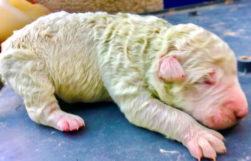 Pistacho, cachorro que nació con pelaje verde, en el día de su nacimiento en una granja en la isla de Cerdeña, en Pattada