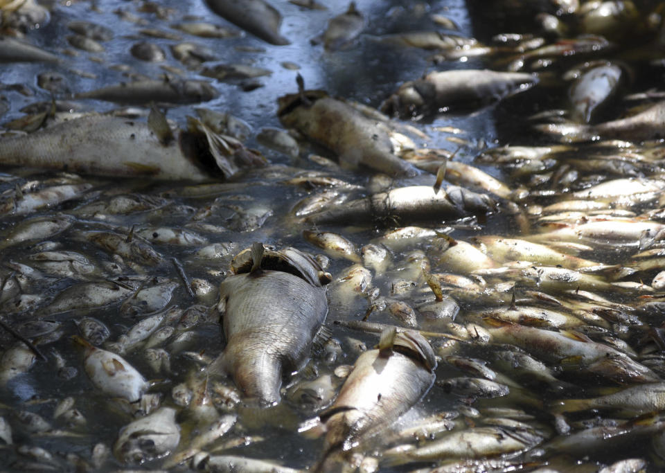 Dead fish lie around the edges of Greenfield Lake in Wilmington N.C., Sunday, September 23, 2018. The fish began dying following the landfall of Hurricane Florence but no official explanation has been given by the N.C. Department of Environmental Quality. (Matt Born/The Star-News via AP)