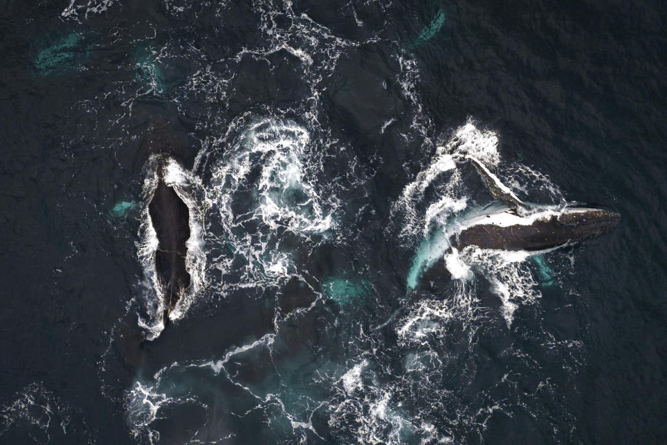 Las ballenas jorobadas macho compiten por una hembra en las aguas de Bahía Solano, Colombia, el martes 29 de agosto de 2023. (AP Foto/Iván Valencia)