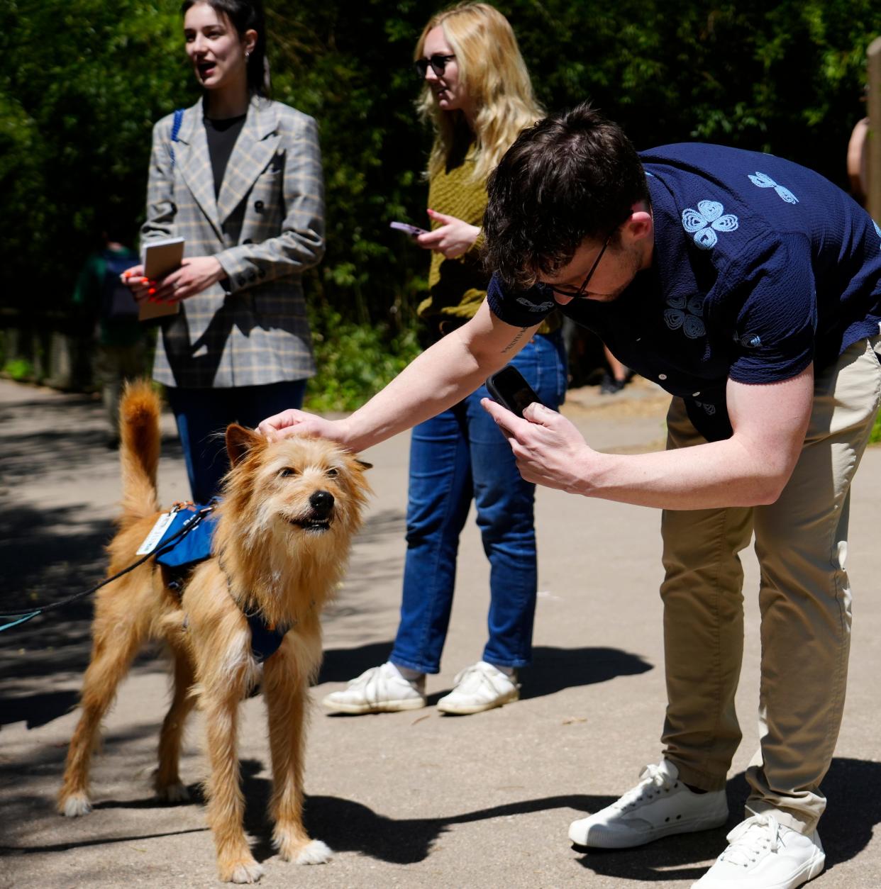 Trending news editor David Wysong takes video of Remus, a rescue dog from a local animal shelter that became a companion to a cheetah named Kris in 2019.