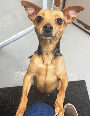 <p>Harbor Humane Society</p> Dog abandoned at Harbor Humane Society in Michigan