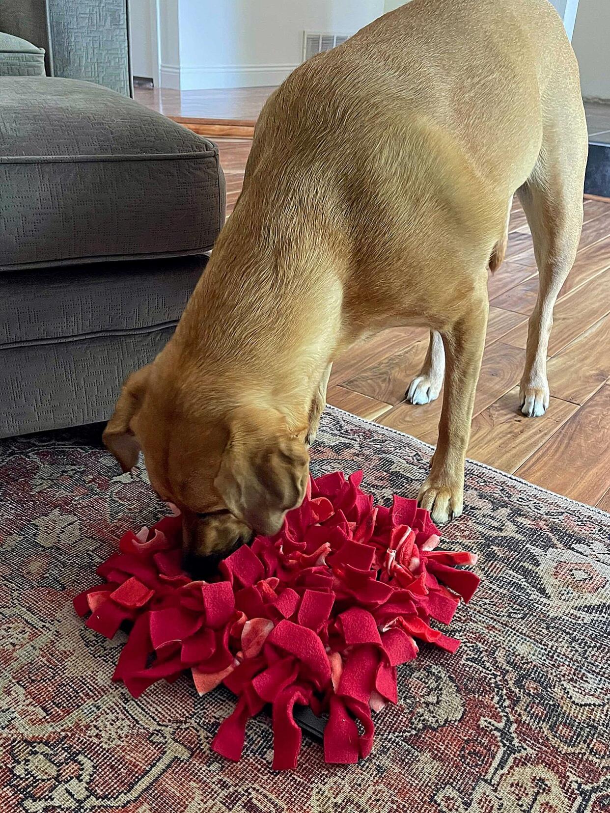 dog sniffing his red snufflemat