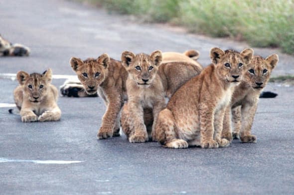 lion cubs