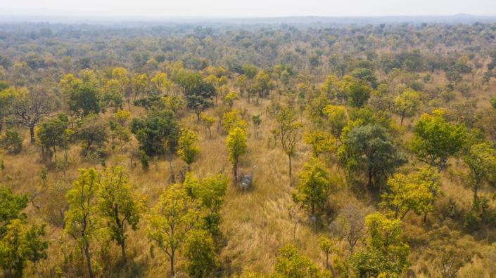 A drone image illustrates how difficult it is to spot giraffes in the wild (Bristol Zoological Society/PA)