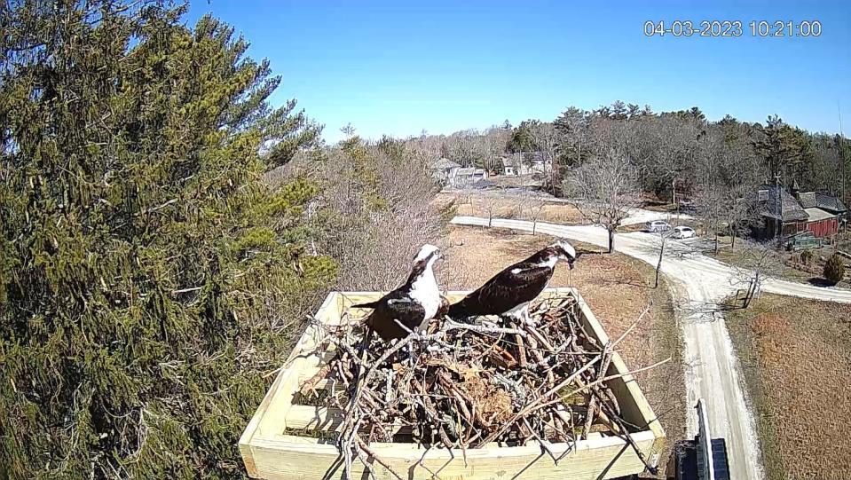 On Sunday, volunteers placed a new nesting platform atop the pole in the Waquoit Bay National Estuarine Research Reserve in East Falmouth. By Monday, the ospreys had covered their new home with sticks.