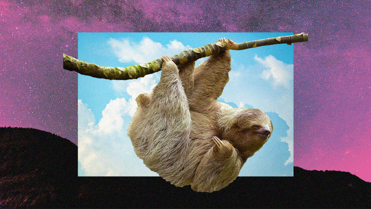 Researchers say sloths aren't lazy, they're just 