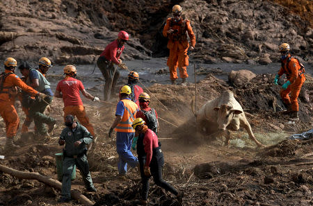 A cow is rescued after a tailings dam of Brazilian miner Vale SA collapsed in Brumadinho, Brazil January 29, 2019. REUTERS/Washington Alves