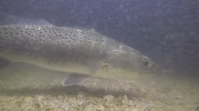 A mesmerizing, new video from Florida shows just how fast and aggressive speckled trout can be while feeding. Courtesy: YouTube (courtesy)