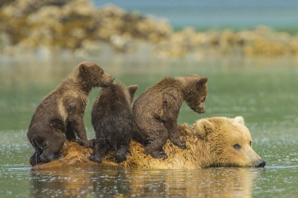 Bear cubs hitch lift on mum's back in Alaska