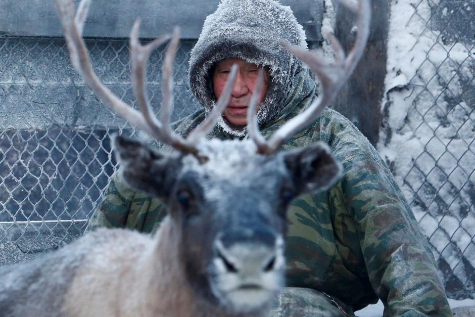 Pastoreo de renos en la remota región ártica de Rusia