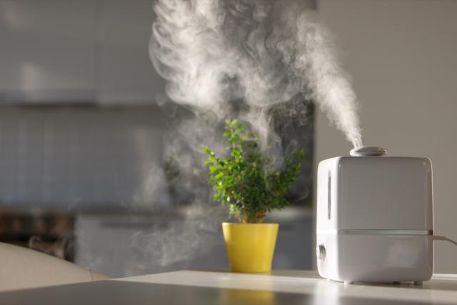 Do you really need a humidifier for your indoor plants? Experts