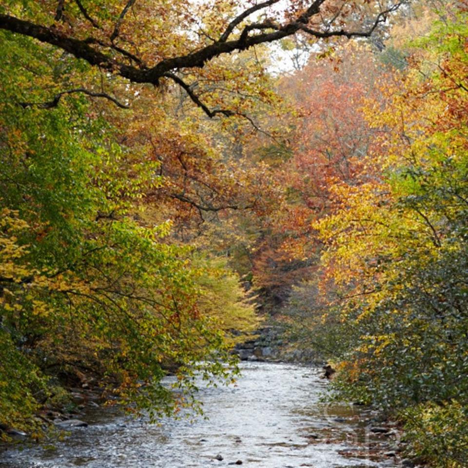 Camp in the Smoky Mountains