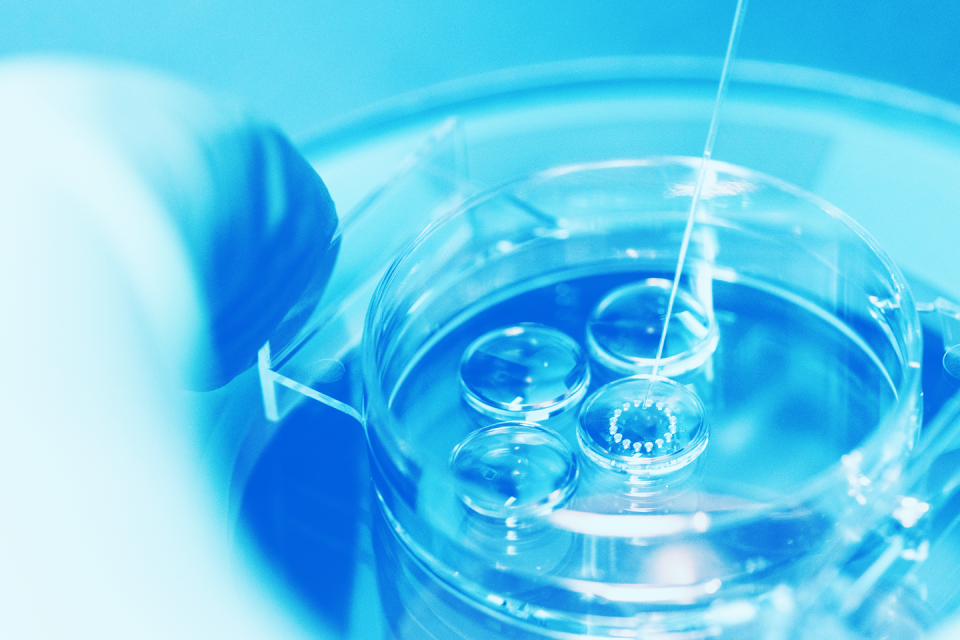 closeup process of laboratory fertilization with material in petri dish and needle in modern reproductive medicine clinic