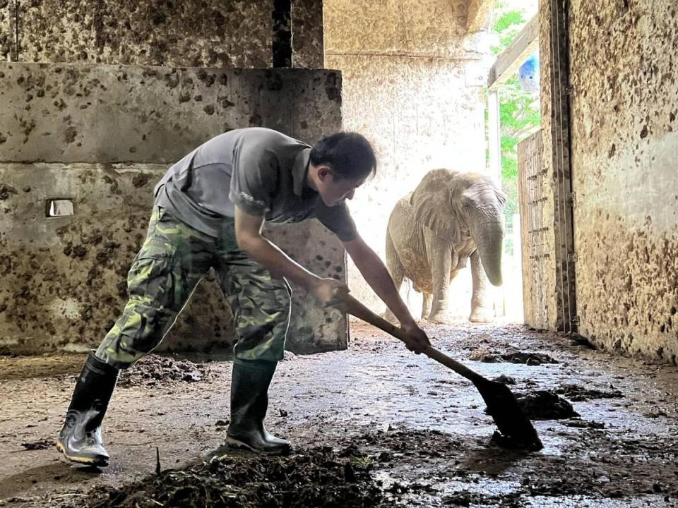 保育員林裕強每天一早就化身鏟屎官，幫忙清理阿里的房間。（壽山動物園提供）