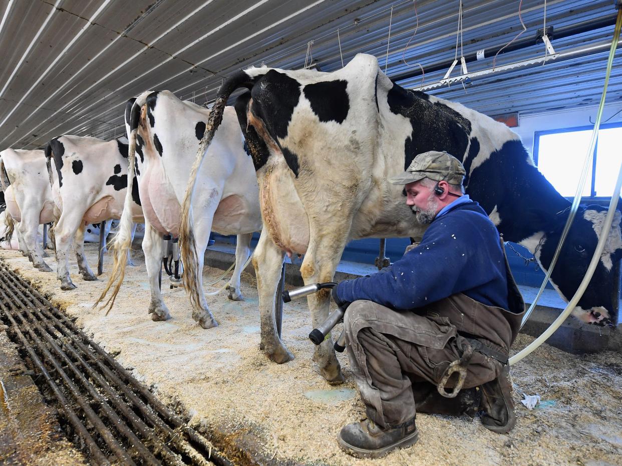 A farmer milking a cow.