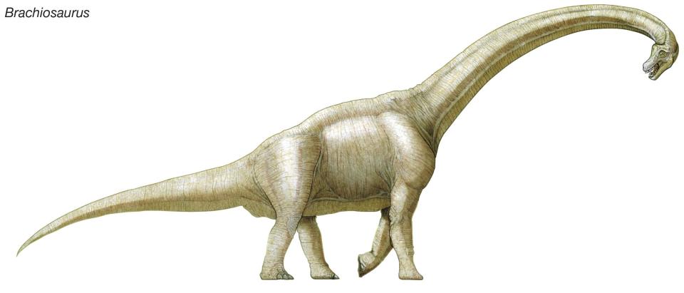 Remains of a possible brachiosaurus were found in a man's backyard in Portugal. / Credit: Encyclopaedia Britannica