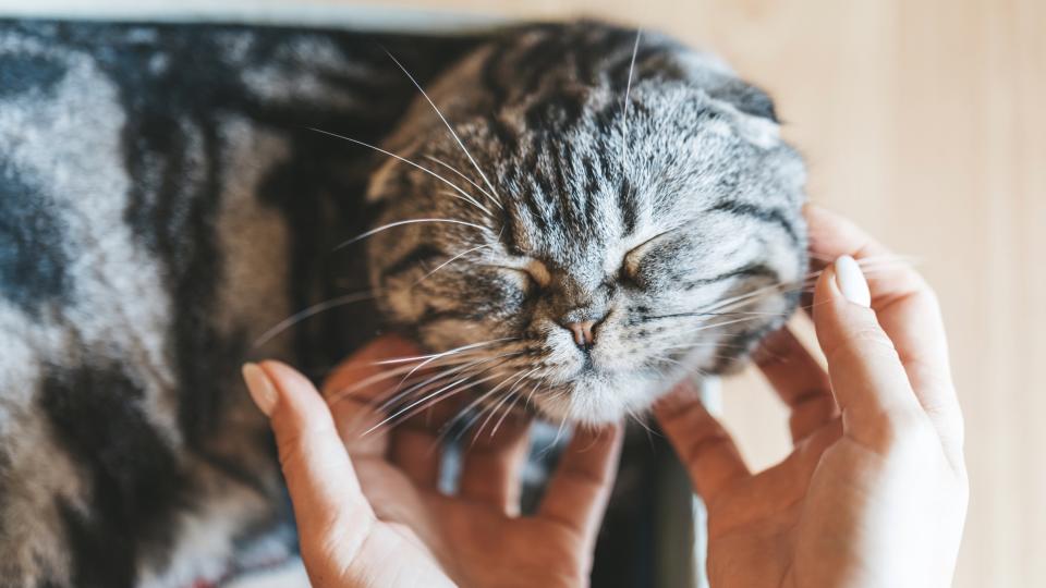 Scottish fold cat