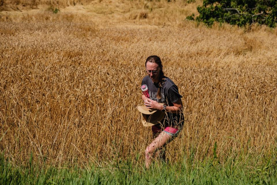 Shana Angel retrieves wheat for testing in a damaged wheat field leased by another farmer on the property of Angel Family Farms can be seen, Wednesday, June 29 in Clay Township. A storm classified as a derecho passed through the area on June 14, causing widespread damage.