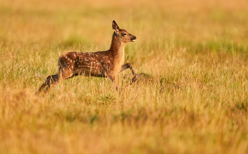 Fallow deer in early morning light in Richmond park, south west London