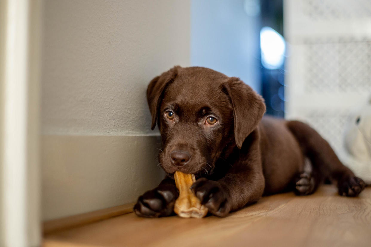 Applying for pet insurance isn't as arduous as health insurance is for humans. But you should still be smart about it.  / Credit: Stephanie/Getty Images