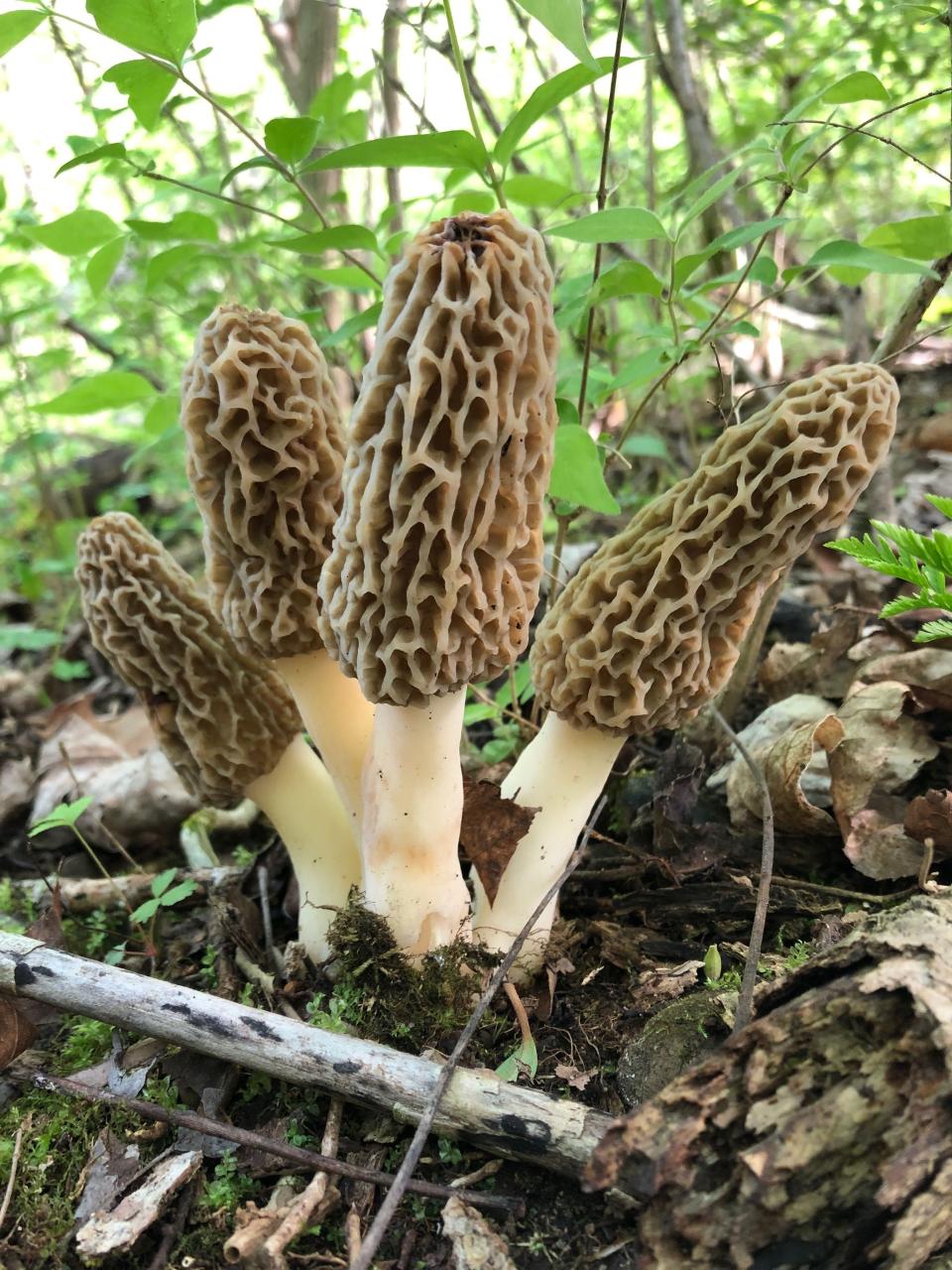 You can legally forage for morels on most public lands in Wisconsin.