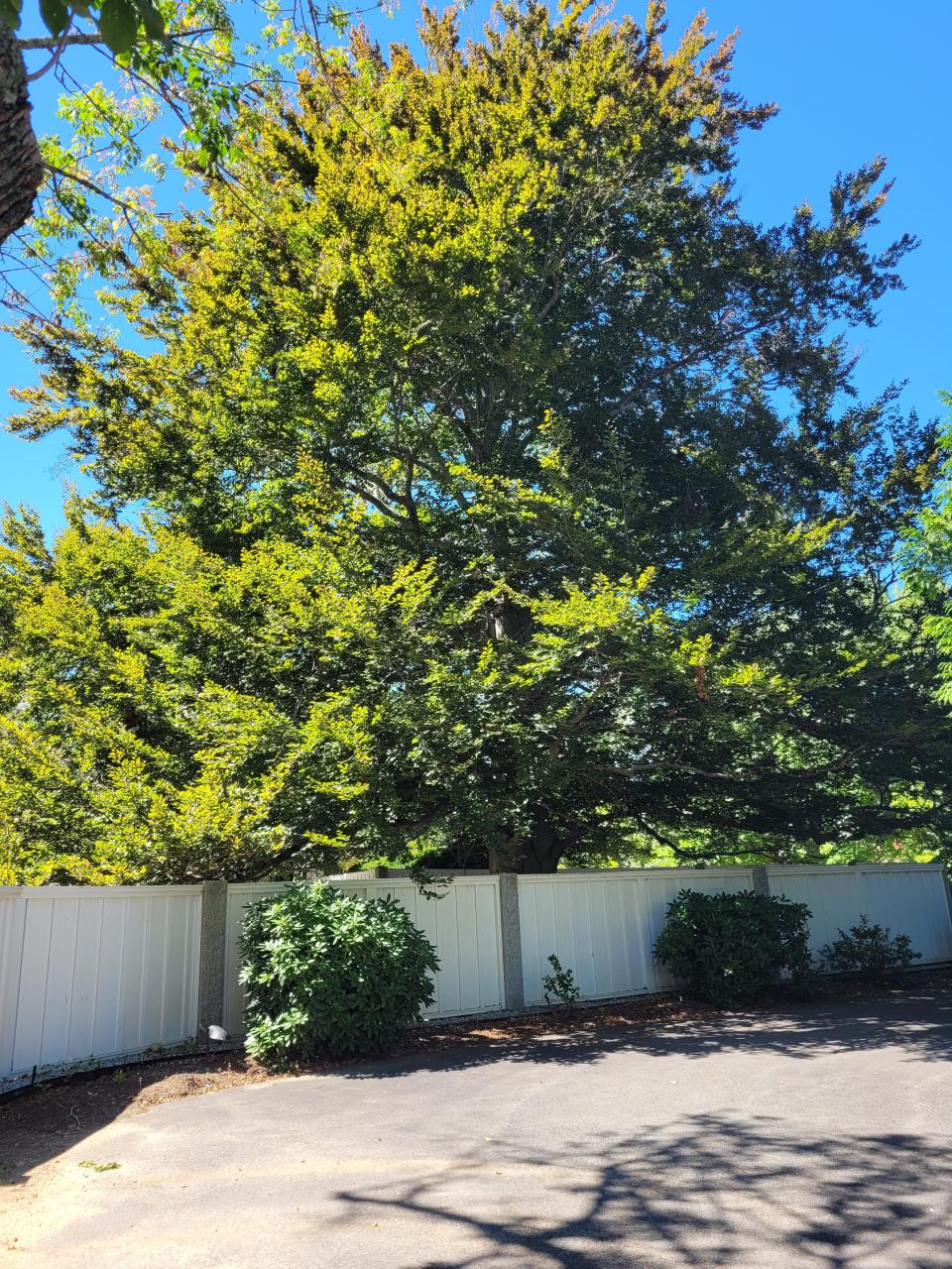 The European beech tree at 248 Winthrop St. in Taunton (seen behind fencing in 2022), could be the second oldest tree in Massachusetts, with an estimated age of more than 350 years.