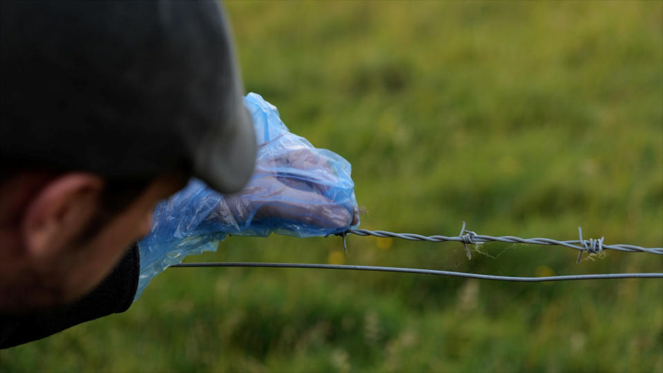 A sample of black hair caught on a barbwire fence on a farm in Gloucestershire. (SWNS)