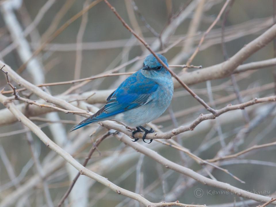 A mountain bluebird, normally found in and around the Rocky Mountains, has been spotted in Wrightsville Beach. It is the second time the species has been recorded in North Carolina.