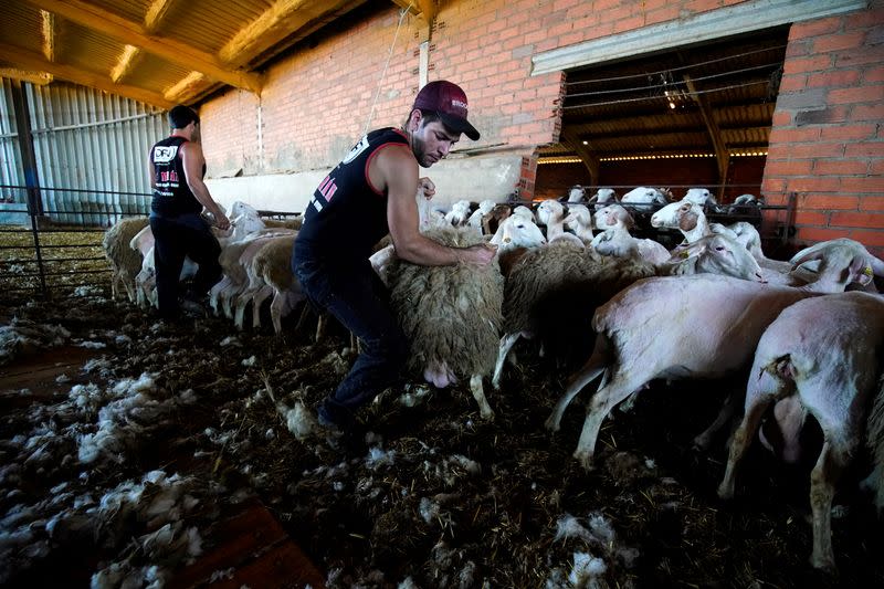 Foto del esquilador uruguayo Federico Ventura esquilando una oveja en Villafale, España, en medio de la pandemia de coronavirus