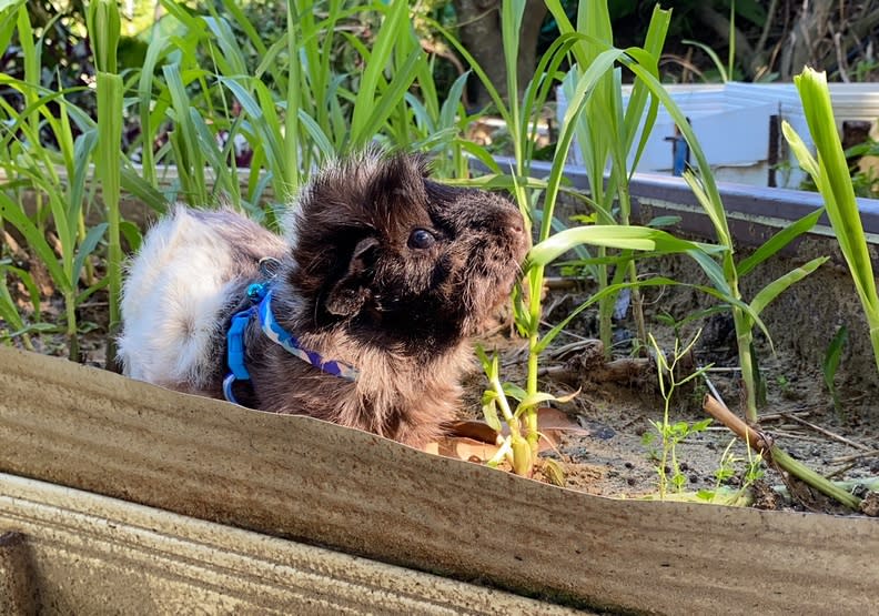 許多用心的飼主甚至會自己種草給天竺鼠吃