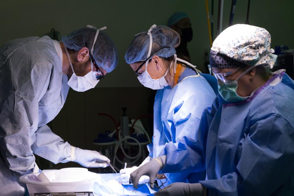 Dr. Nicole Turgeon, center, director of the new Adult Abdominal Transplant Center at Dell Seton Medical Center, prepares a kidney donated by Victoria Threadgould for transport.