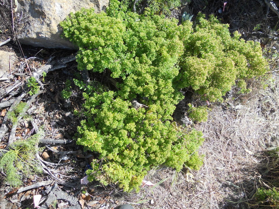 Island bedstraw photographed near Pelican Harbor on Santa Cruz Island in May 2014.