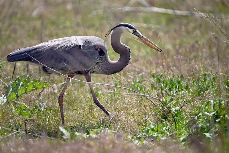 Wetlands money_SGW_00997.jpg