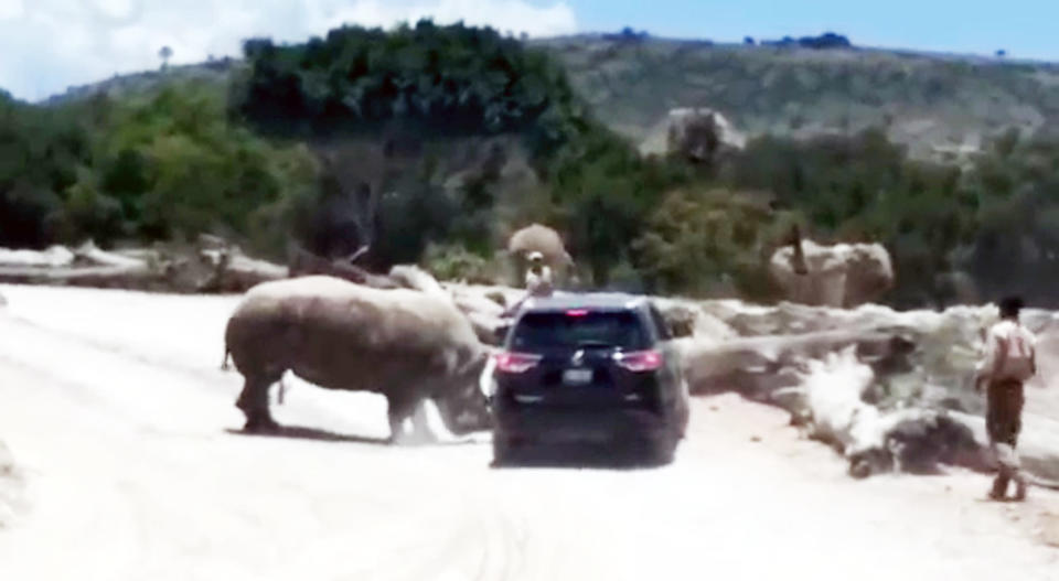 The rhino rammed the car repeatedly with its horn (CEN)