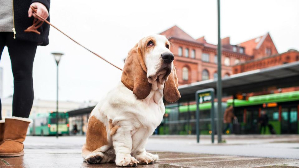 Basset sitting on sidewalk with owner