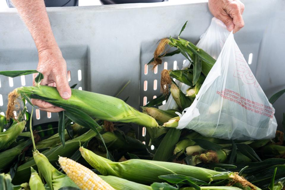 A person bags ears of sweet corn at Hilltop Farms on Thursday, June 29, 2023, in Dallas Center. 