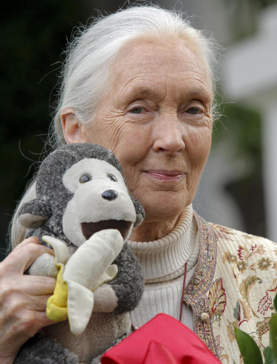 In this photo taken Wednesday April 25, 2012, chimpanzee expert Jane Goodall holds a monkey doll she carries with her wherever she travels, in Pasadena, Calif. A paramedic official says chimpanzees at a sanctuary for the animals in eastern South Africa bit and dragged a man at the reserve, badly injuring him. In a statement, Jeffrey Wicks of the Netcare911 medical emergency services company said the man he described as a ranger was leading a tour group at the Jane Goodall Institute Chimpanzee Eden Thursday June 28, 2012 when two chimpanzees grabbed his feet and pulled him under a fence into their enclosure. The international institute founded by primatologist Jane Goodall opened the sanctuary in 2005. It is a home to chimpanzees rescued from further north in Africa, where they are hunted for their meat or held captive as pets.(AP Photo/Nick Ut-file)