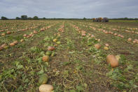 Pumpkins are seen in a field on Bill Sahs' farm, Monday, Sept. 12, 2022, in Atlanta, Ill. On the central Illinois farms that supply 85% of the world’s canned pumpkin, farmers like Sahs are adopting regenerative techniques designed to reduce emissions, attract natural pollinators like bees and butterflies and improve the health of the soil. The effort is backed by Libby’s, the 150-year-old canned food company, which processes 120,000 tons of pumpkins each year from Illinois fields. Libby’s parent, the Swiss conglomerate Nestle, is one of a growing number of big food companies supporting the transition to regenerative farming in the U.S. (AP Photo/Teresa Crawford)