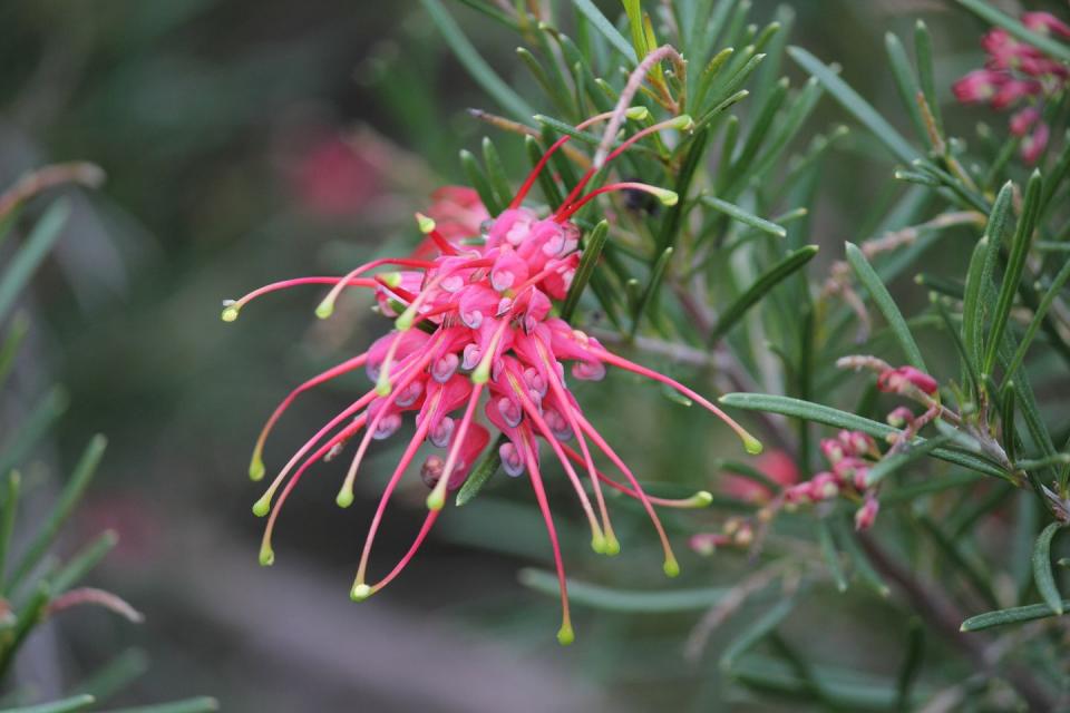 pink grevillea flower on a plant in a garden