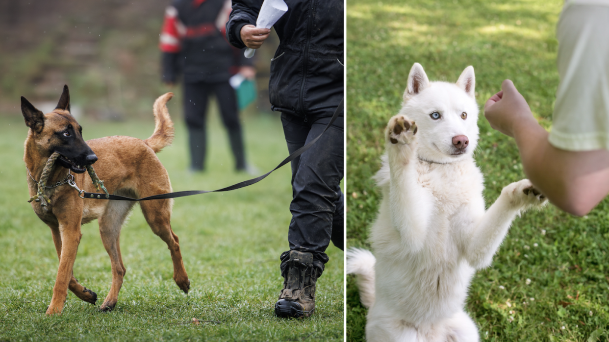 Should you train dogs with reward or punishment? Views vary in Singapore community (Photos: Getty Images)
