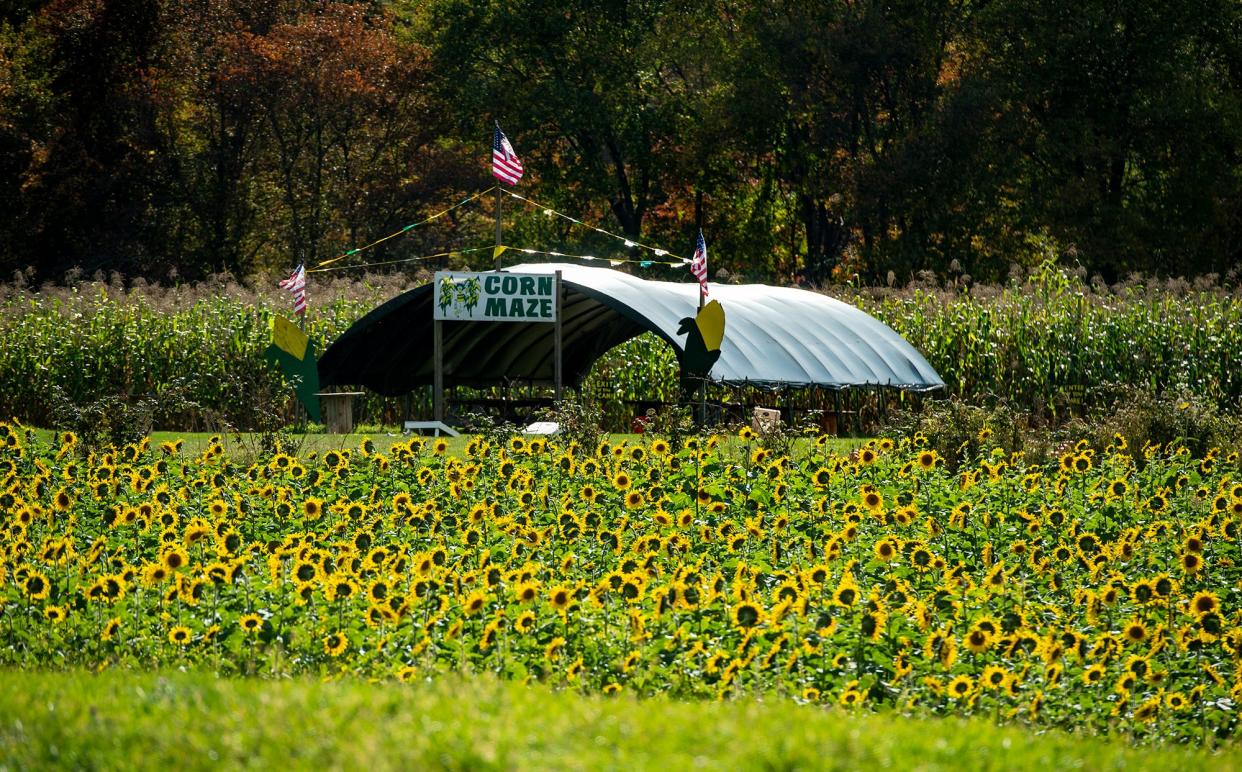 The corn maze at Hanson's Farm in Framingham is surrounded by a field of sunflowers, Oct. 12, 2023.