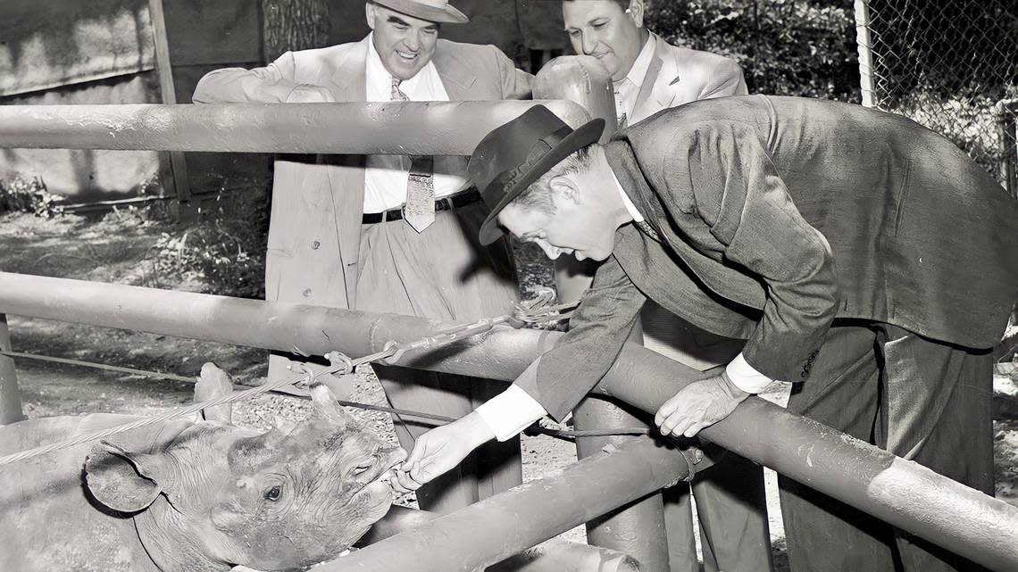 Actor Jimmy Stewart feeds “Marilyn Monroe,” a Fort Worth Zoo baby rhinoceros, as zoo board president F. Kirk Johnson and parks director Ham Hittson look on in May 1953.