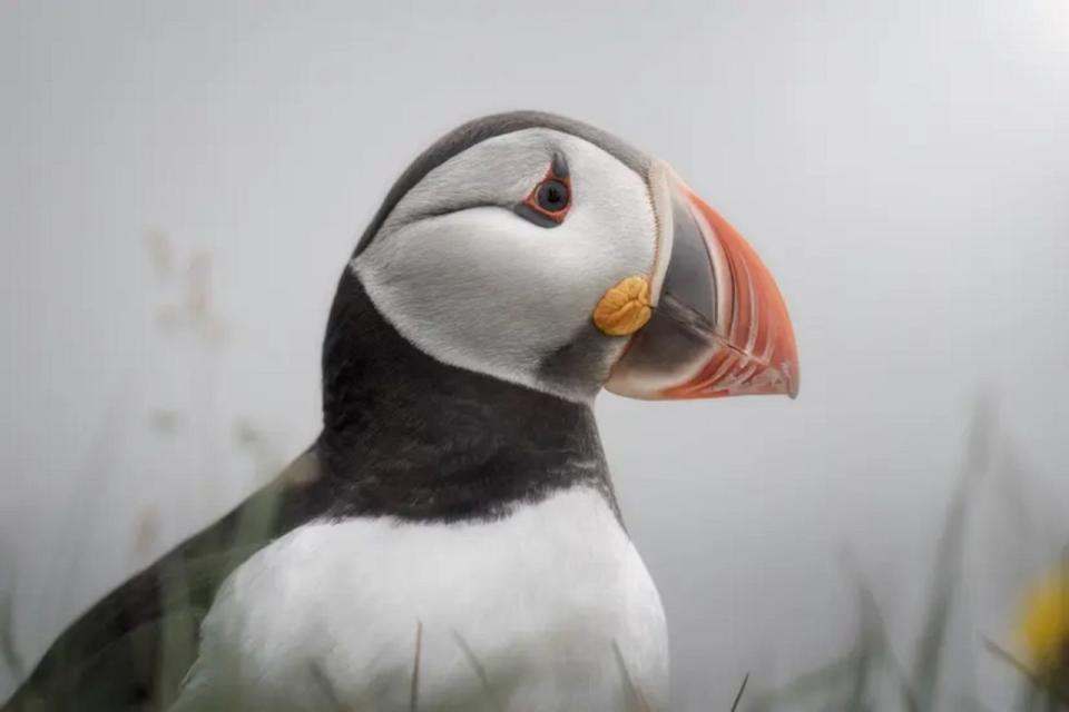 "Puffin in Iceland"