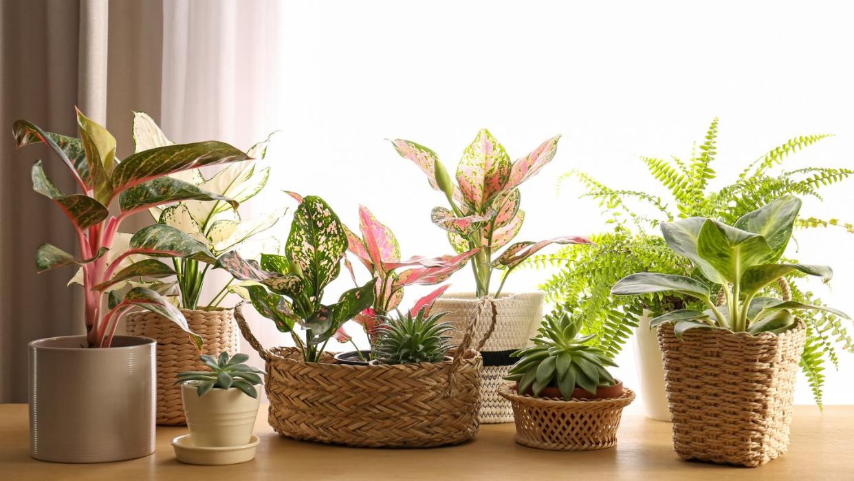 collection of beautiful houseplants on wooden table indoors