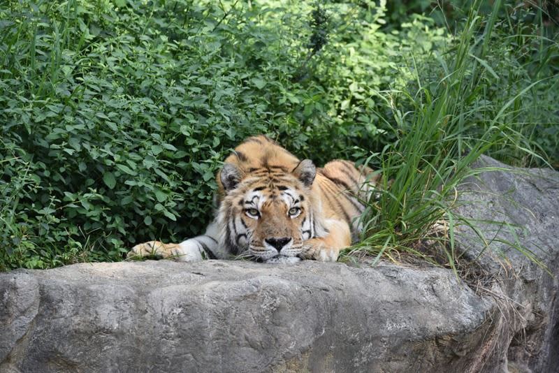 新竹市立動物園明星虎「六福」上個月睡夢中離世。（圖／翻攝自新竹市立動物園官網）