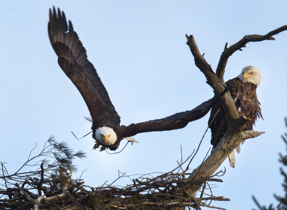 <span>Photograph: Fred Thornhill/AP</span>