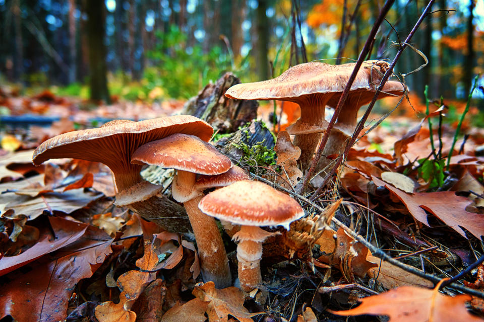 Mushrooms between leaves in the autumn forest.