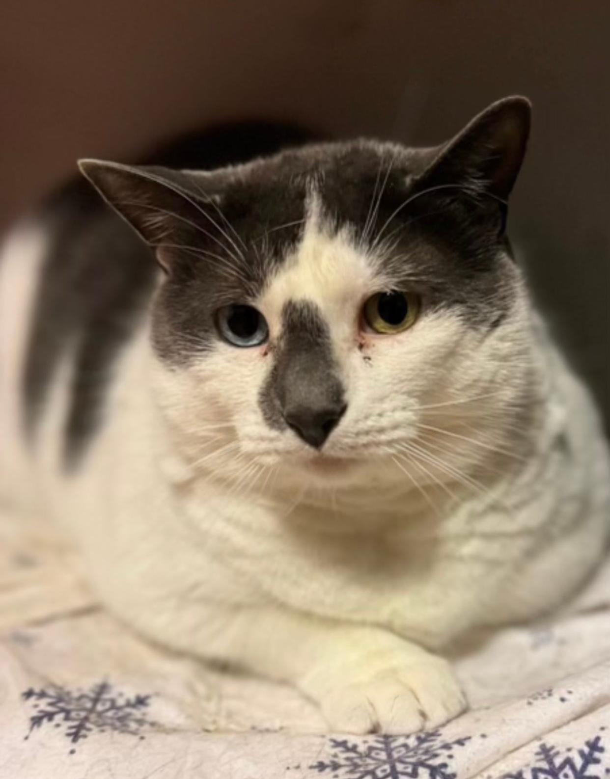 Cookie, a 7-year-old female cat, is available for adoption at All Fur One Pet Rescue and Adoptions in Toms River.