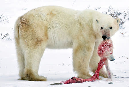 FILE PHOTO: A male polar bear carries the head of a polar bear cub it killed and cannibalized in an area about 300 km (186 miles) north of the Canadian town of Churchill in this picture taken November 20, 2009. REUTERS/Iain D. Williams/File Photo