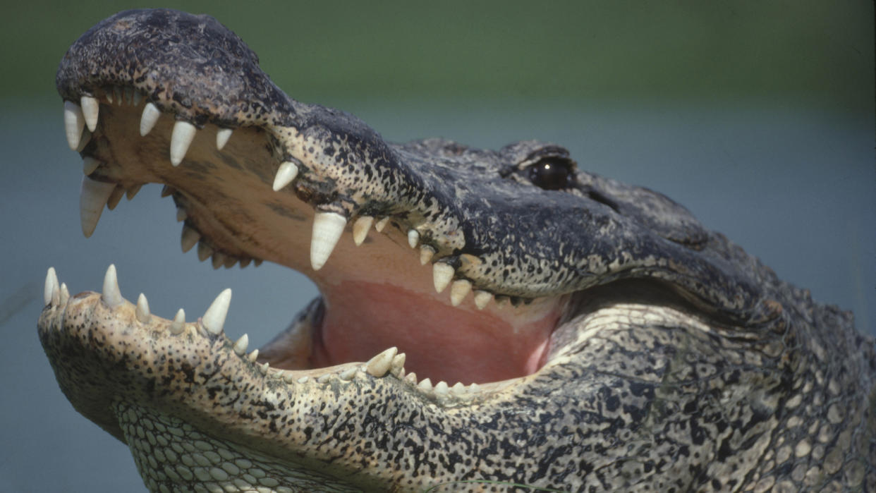  What to do if you see an alligator: head. 